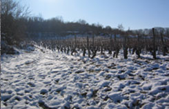 vignes et Monts du Sancy