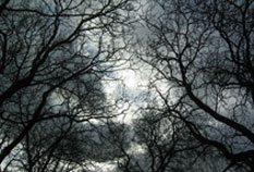 ciel
