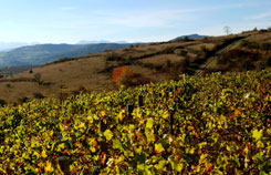 vignes et Monts du Sancy