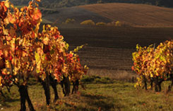 vignes et Monts du Sancy