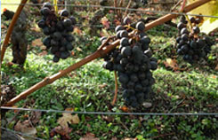vignes et Monts du Sancy