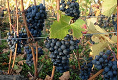 cave vigneronne authentique